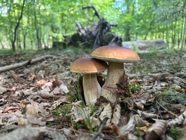 Mushrooms. Mushrooms everywhere.
